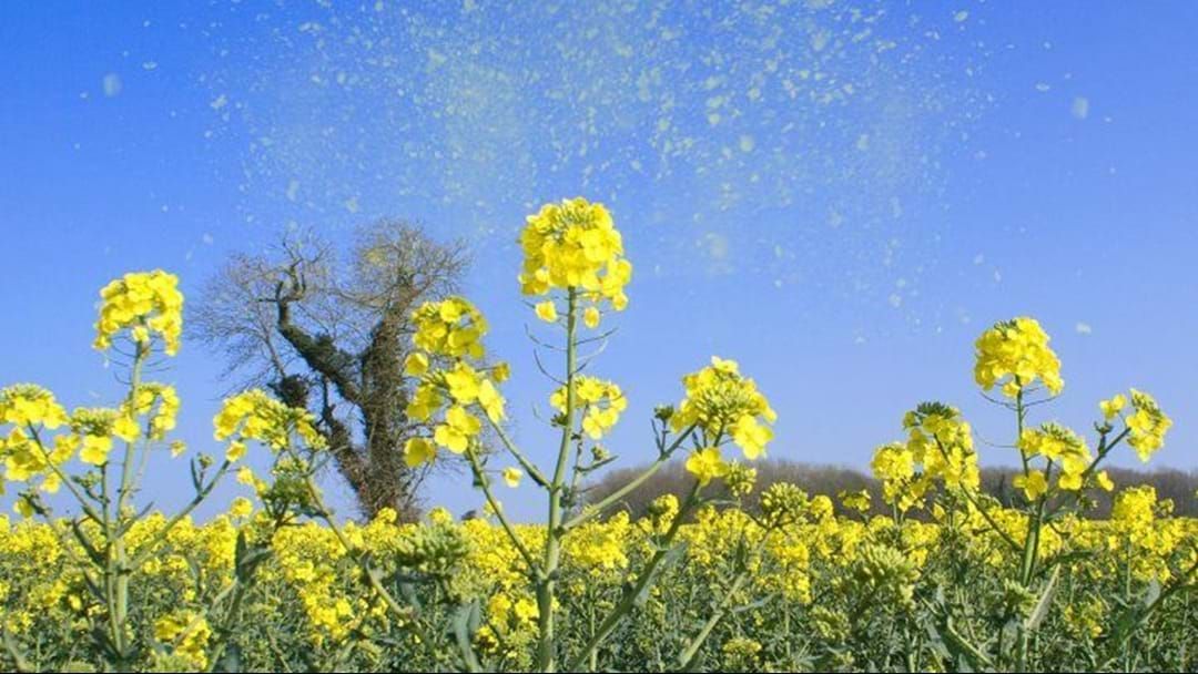 Article heading image for Bad News For Hay Fever And Asthma Sufferers... Spring Is Here