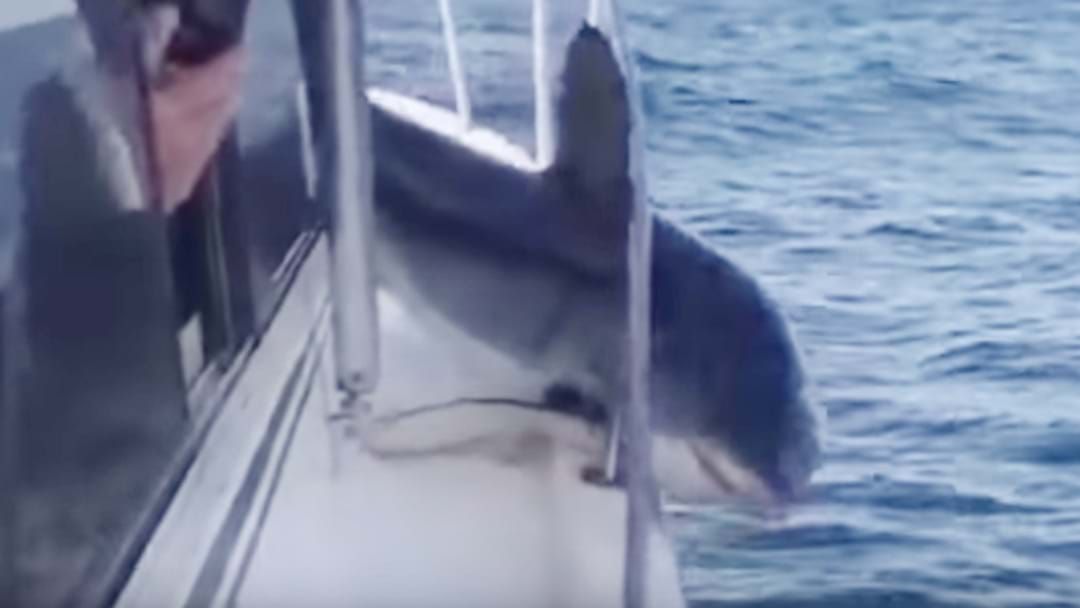 Article heading image for Watch As Mako Shark Gets Trapped On A Boat