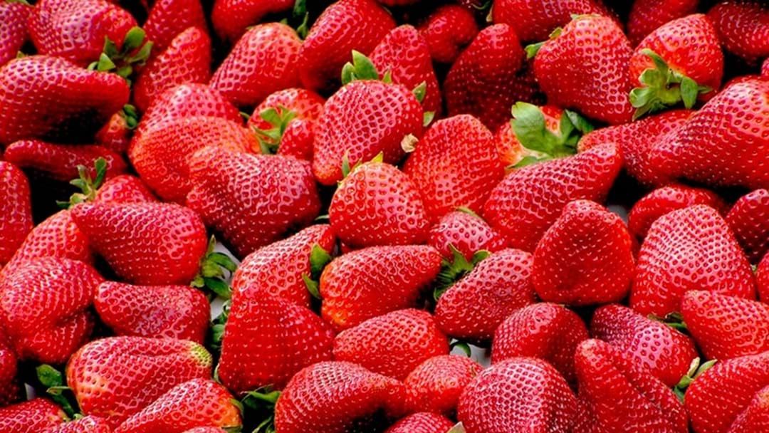 Article heading image for WA Strawberry Contamination Claim Now Proven False 