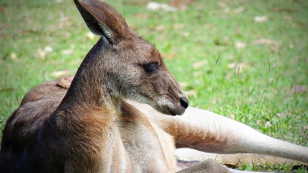 Article heading image for A Kangaroo Attack Leaves Three People Injured