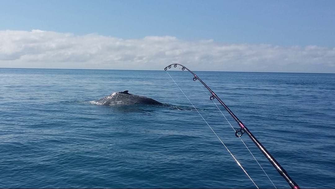Article heading image for Whitsundays Crew ‘All Ok’ After A Whale Landed On Their Boat