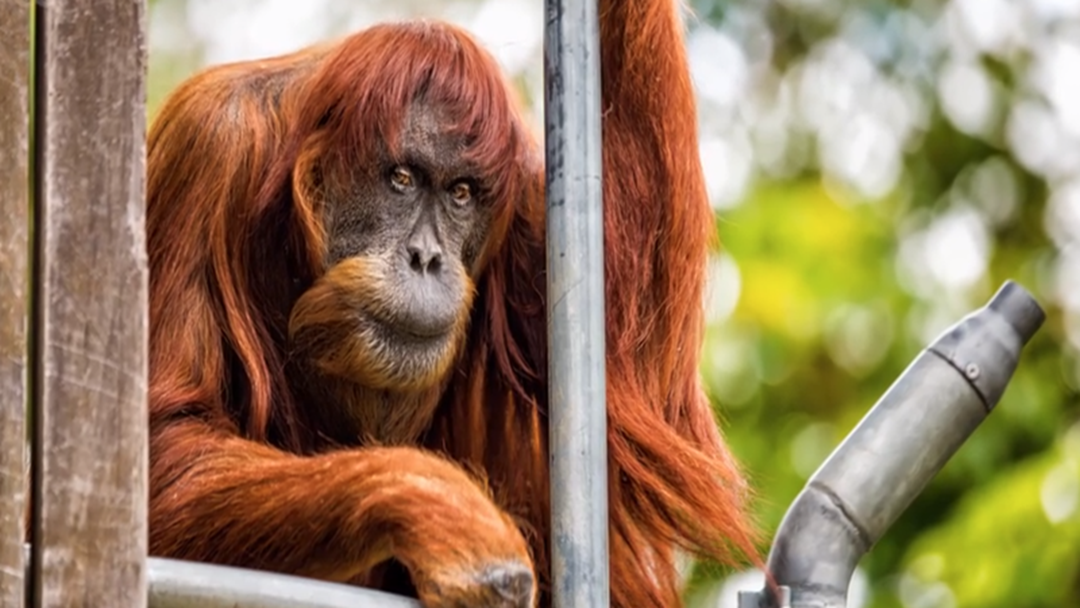 Article heading image for Perth Farewells World's Oldest Sumatran Orangutan