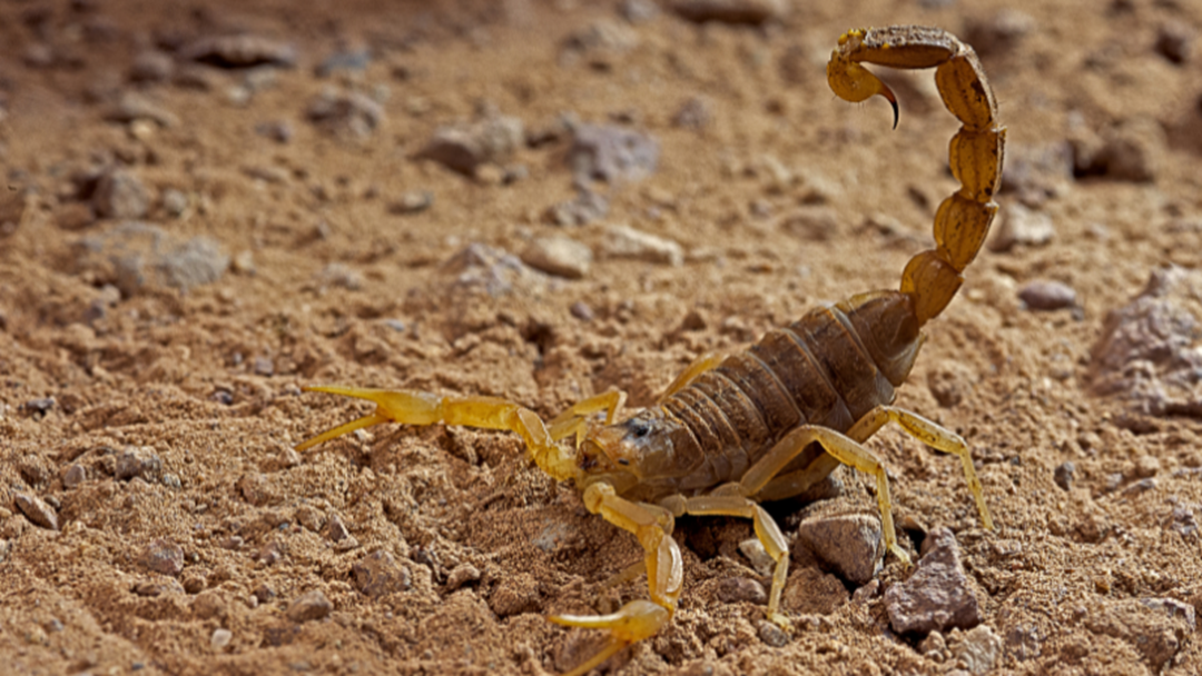 Article heading image for Hundreds Stung By Scorpions In Egypt Province Freak Storm