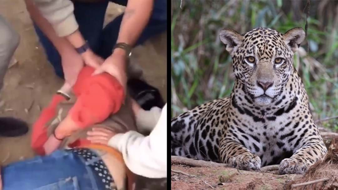 Article heading image for Woman Suffers Severe Lacerations After Climbing Jaguar Enclosure To Take A Selfie