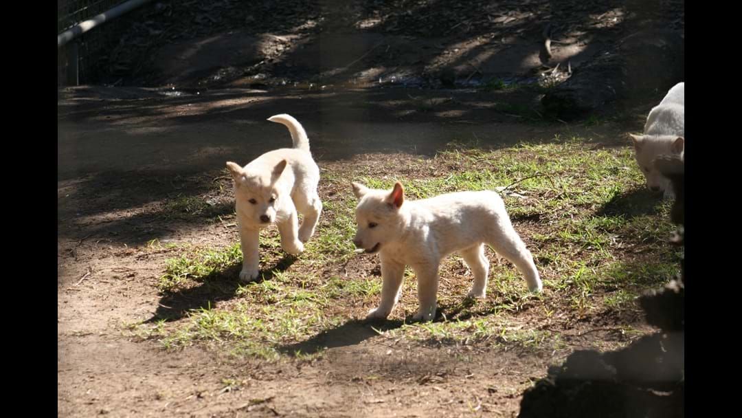 Article heading image for Students to name Bunbury Wildlife Park’s dingo pups