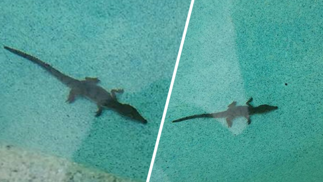 Article heading image for CRIKEY! Baby Saltie Found In Townsville Pool 