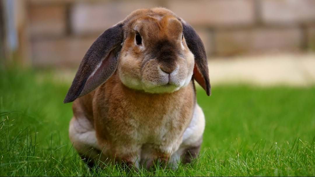 Article heading image for Domestic Rabbits Under Threat