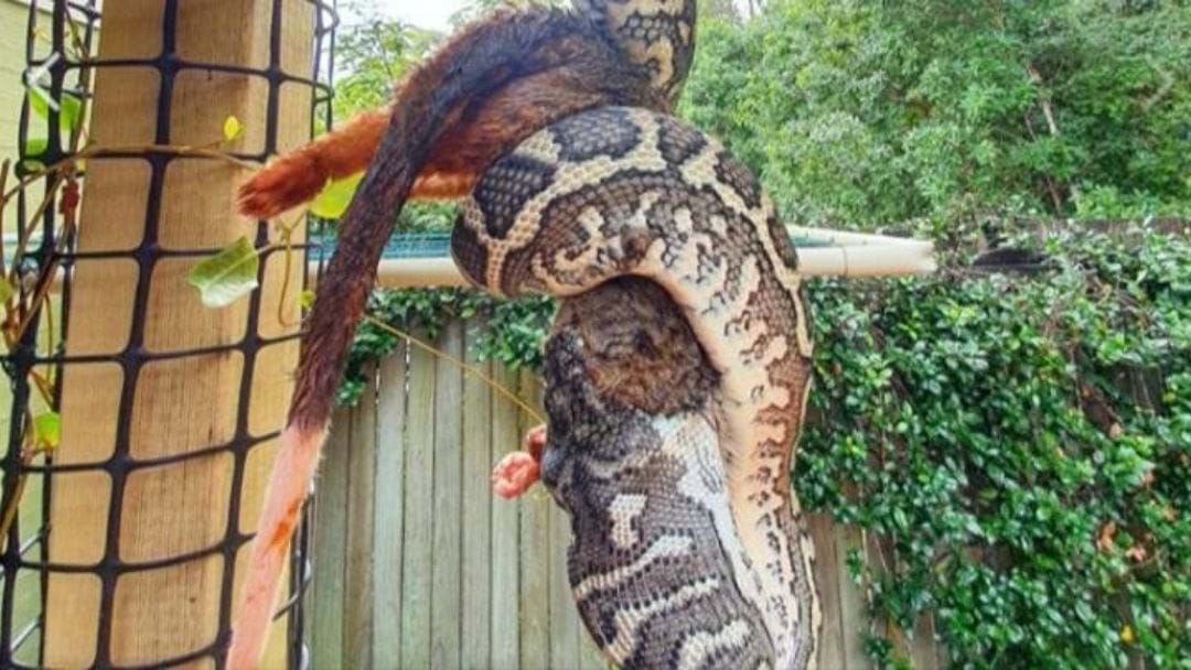 Article heading image for A Giant Python Has Been Spotted Eating A Fully Grown Possum In A QLD Backyard