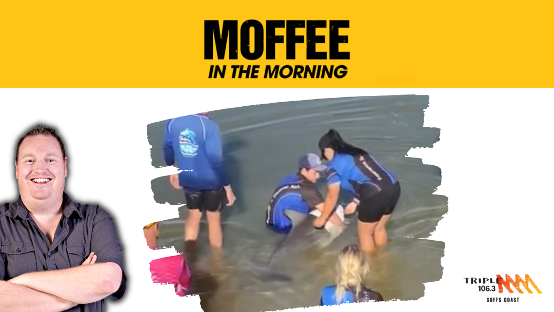 Article heading image for LISTEN: Bob Calls in About Stranded Dolphin in Coffs Marina