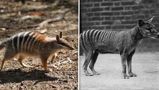 How the Newly Decoded Numbat Genome Could Help Bring the Tasmanian Tiger  Back From Extinction
