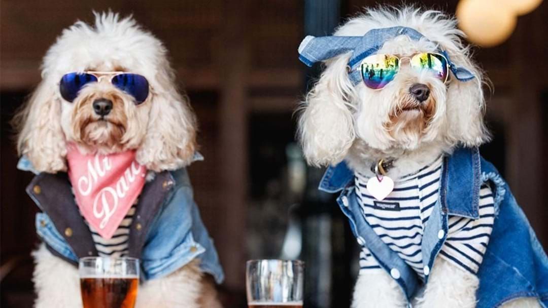 Article heading image for A Sydney Pub Is Hosting A Massive ‘Doggy Day’ With Free Vet Checks & Pet Photoshoots