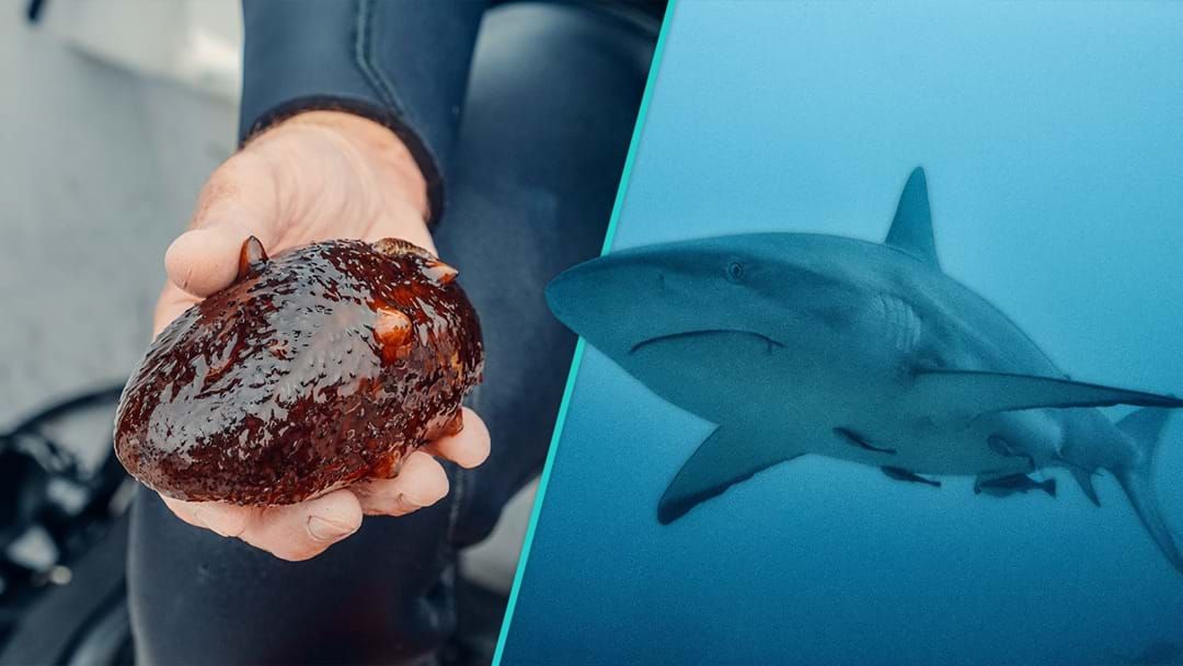 Article heading image for From Giant Sharks To Sea Cucumbers, Here's What's Lurking In WA's Deep Waters!