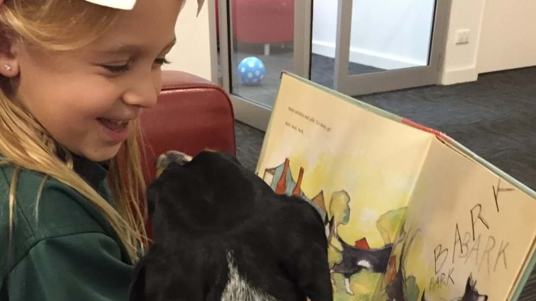 Article heading image for Library Dog Offers Special Service and Smiles to the Community