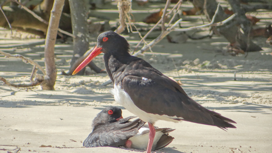 Article heading image for Endangered Birds Nesting on Coffs Coast Beaches