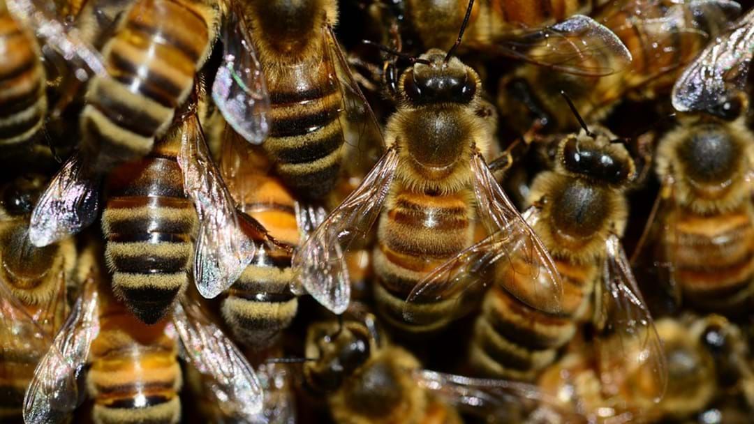 Article heading image for ‘Traces Of Pesticides’ Found In Study Of World Honey Supplies
