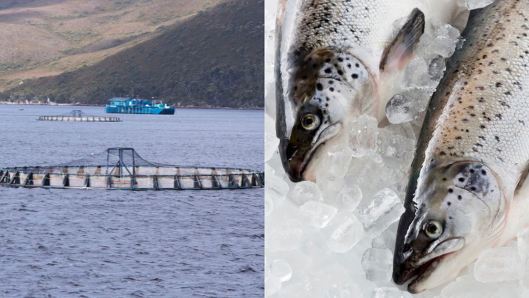 Article heading image for Documents Indicated Tasmanian Salmon Company Tassal Attempted To Stop Release Of Reports On Antibiotic Use 