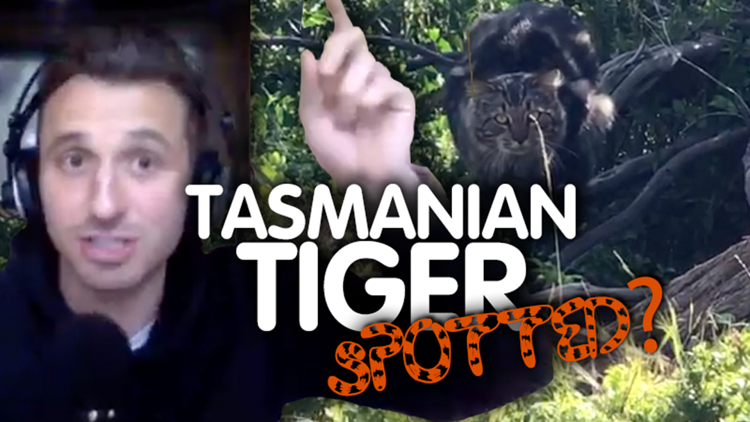 Article heading image for Tasmanian Tiger, Spotted?