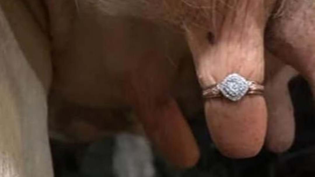 Article heading image for This Loving Farmer Proposed To His Girlfriend With The Engagement Ring Attached To A Cow's Udder