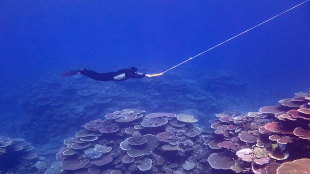 Article heading image for Great Barrier Reef Records Highest Coral Cover In 36 Years