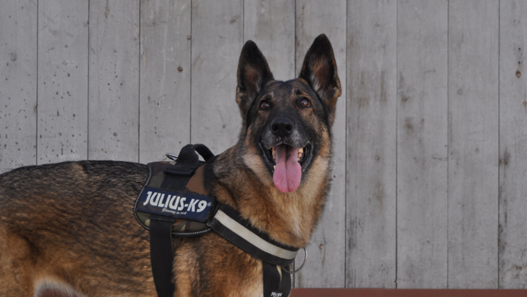 Article heading image for Police Dog Saves The Day At Pharmacy In Marion