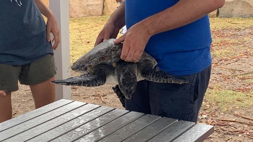 Article heading image for Terry The Rescued Terrigal Sea Turtle Has Been Safely Let Back Out To Sea