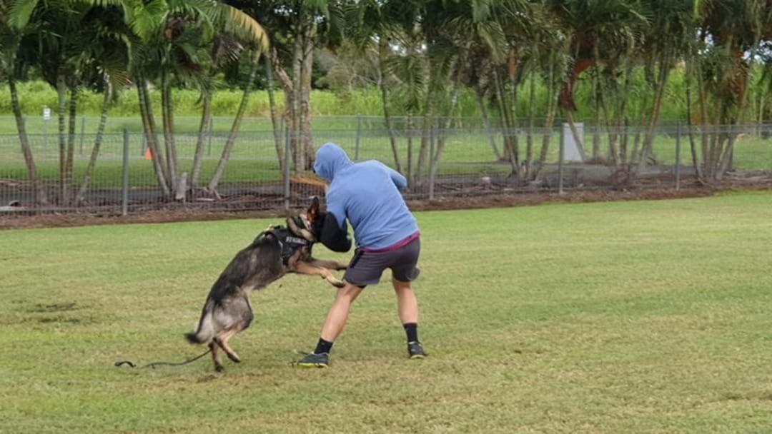 Article heading image for Mackay Police Dog Takes Down Man Refusing To Cooperate 