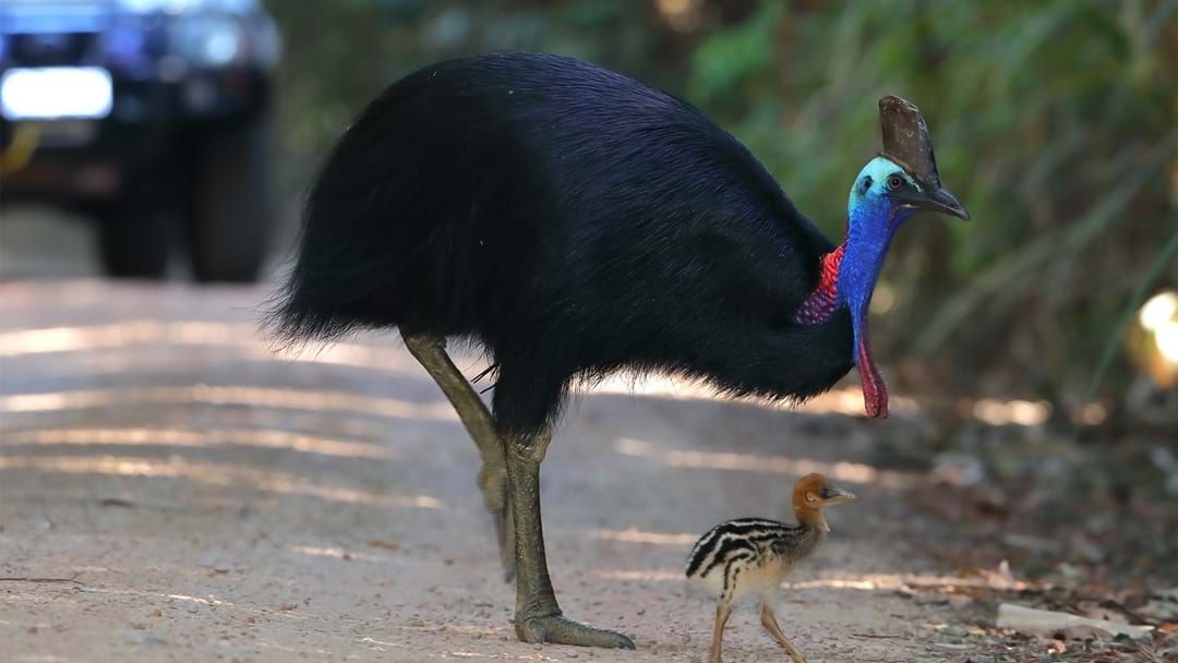 Article heading image for Call For Drivers To Alert Fellow Road Users Of Cassowaries On Road