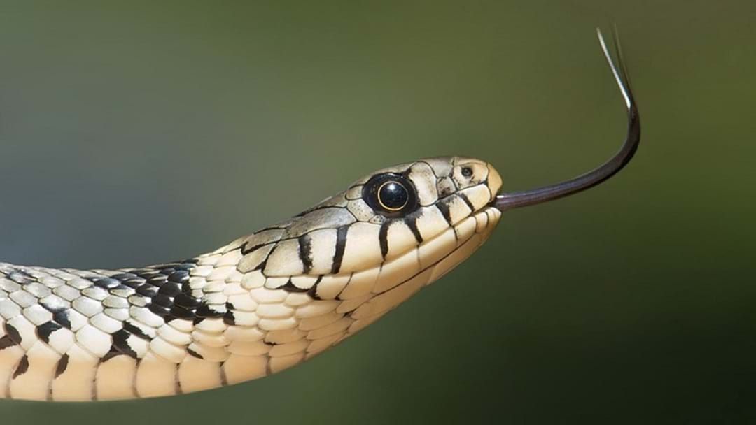 Article heading image for These Are Most Popular Suburbs For Spotting Snakes In Your Cities