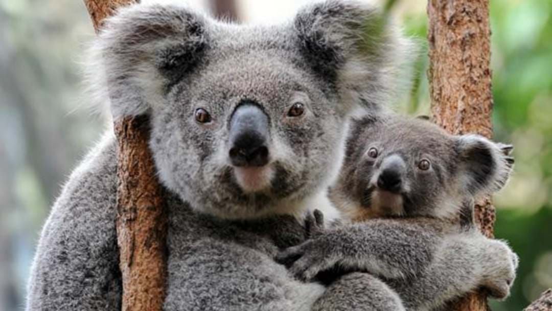 Article heading image for Jennifer with all the details of the Koala Hospital Open Day