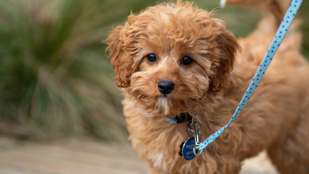 Article heading image for Cavoodles Are Now Ranked No.1 Dog In Australia