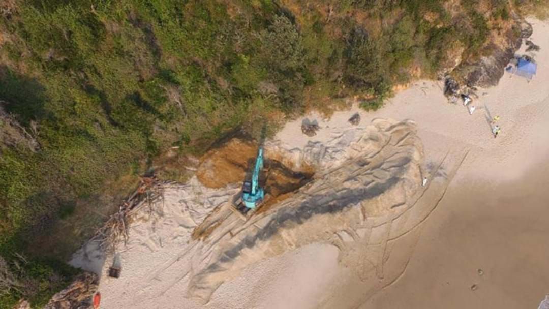 Article heading image for 18-Tonne Whale Exhumed From Port Macquarie’s Nobbys Beach