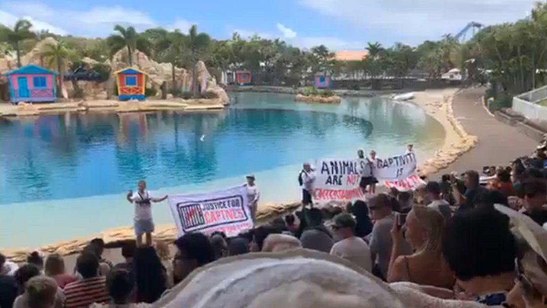 Article heading image for Theme Park Protests: Activists Shut Down Dolphin Show At Sea World
