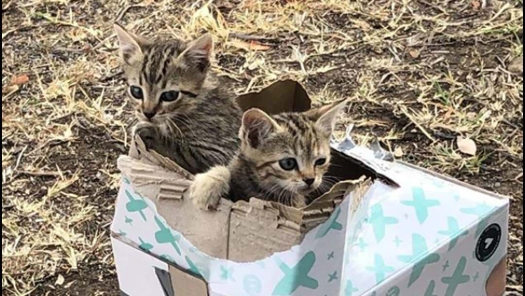 Article heading image for Kittens Left For Dead In Taped-Up Box