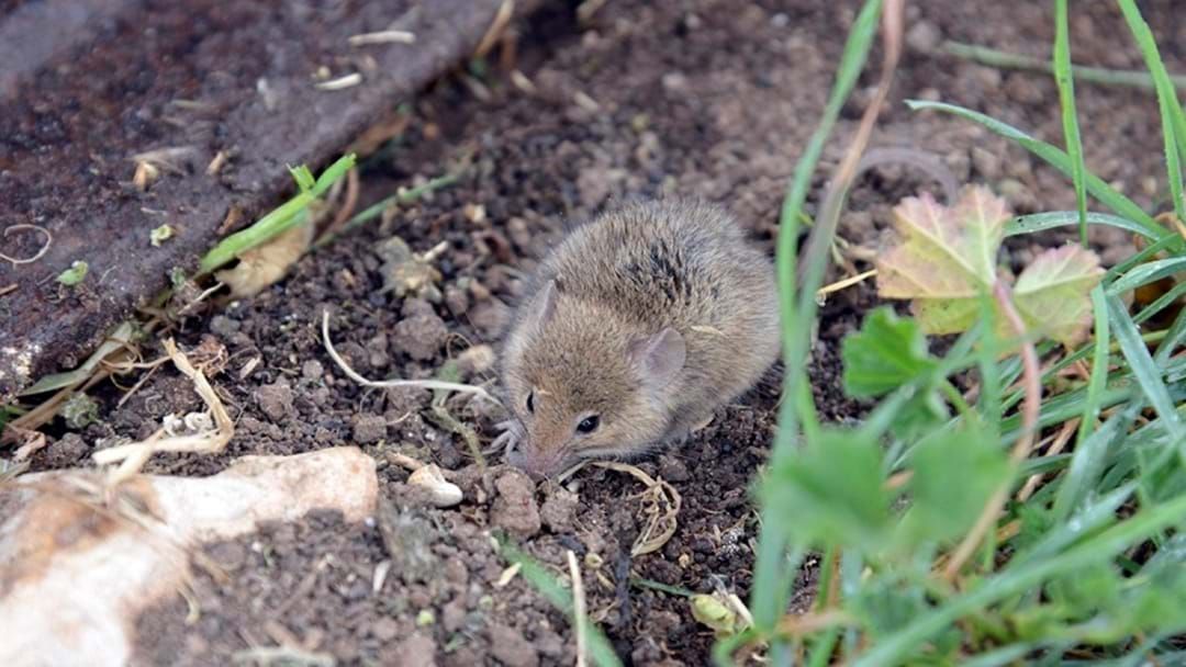 Article heading image for Growers Urged To Monitor Mice