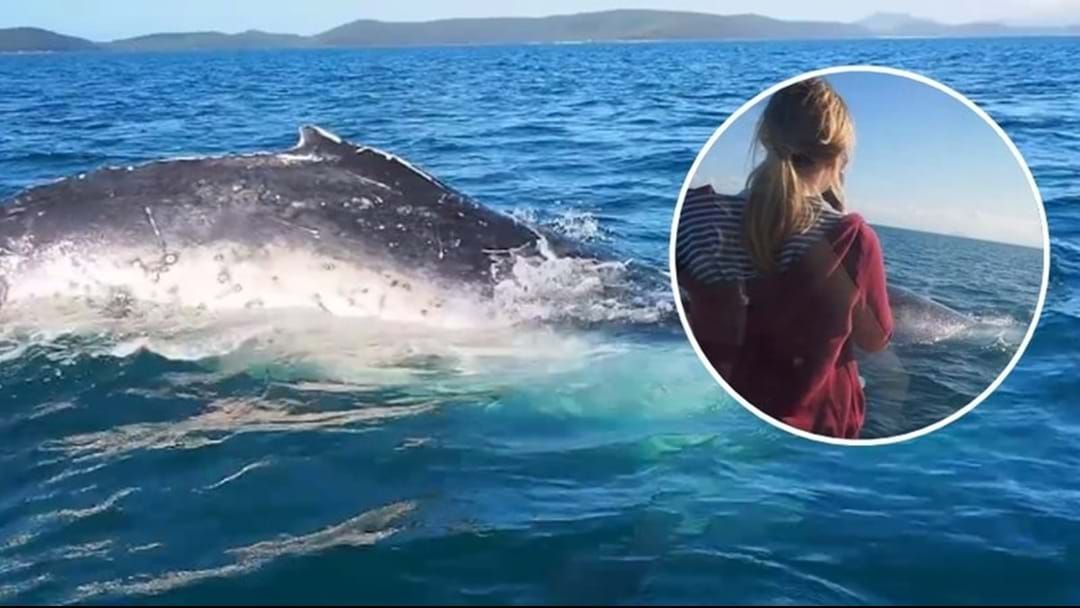 Article heading image for WATCH: Whales Showing Off In Townsville Waters