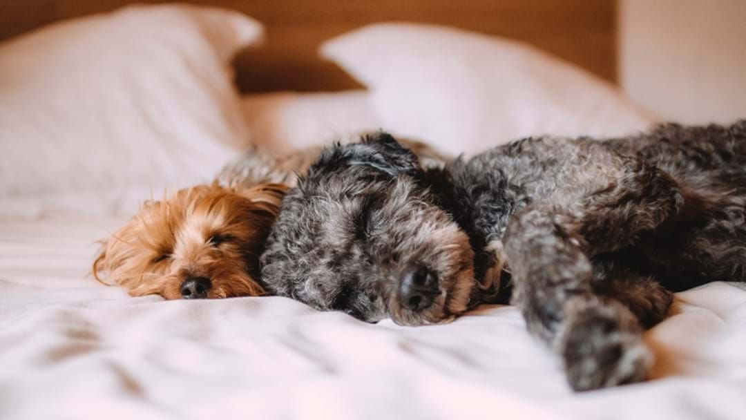 Article heading image for Dog Owners Are Lying If They Say They Won't Cave And Let Their Pets On The Bed 