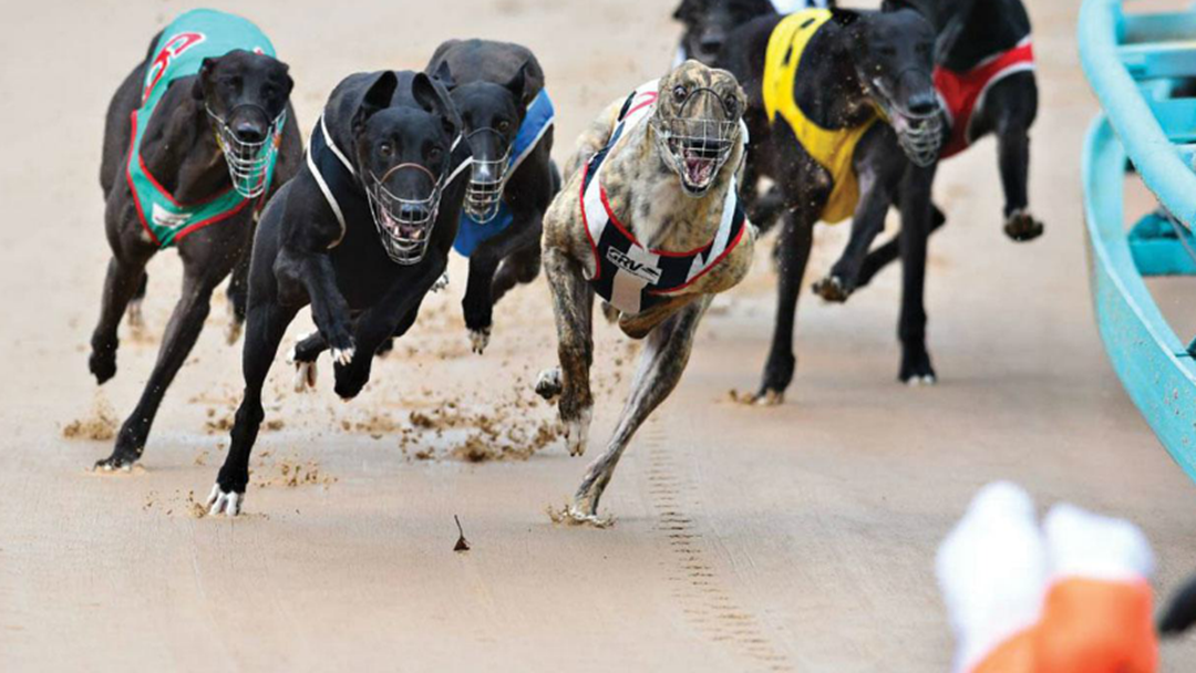 Article heading image for The $750,000 Reason Greyhound Racing Is Returning To Gosford Showground
