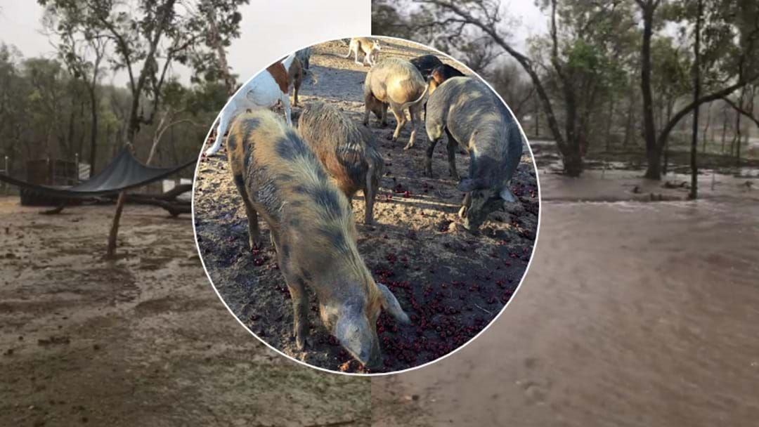 Article heading image for Townsville Animal Sanctuary Rebuilding After Getting Drenched 