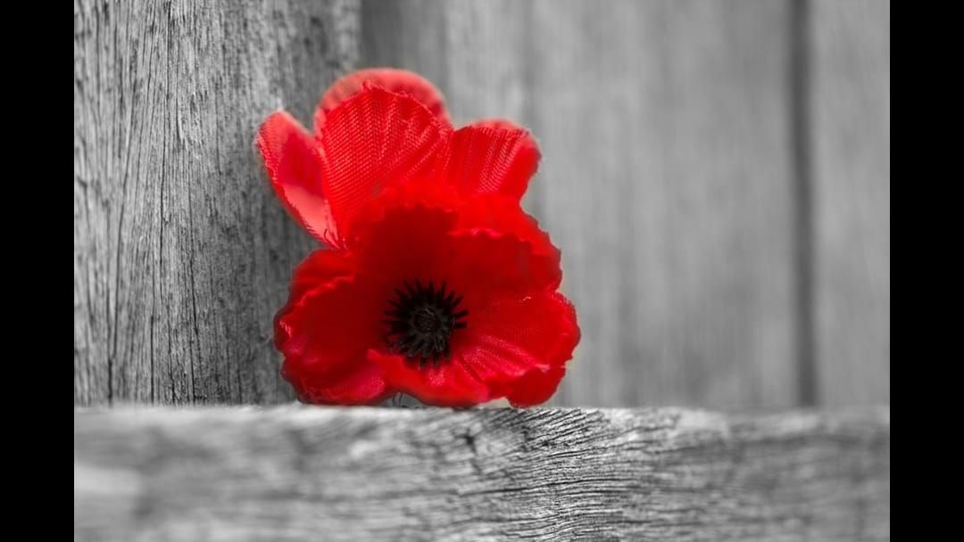 Article heading image for This Remembrance Day, Take A Moment To Reflect On Those Who've Served In War