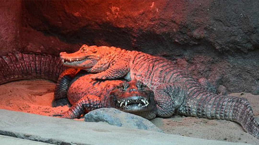 Article heading image for Croc In Captivity Failed To Mate For 46 Years Because His Dick's Too Small