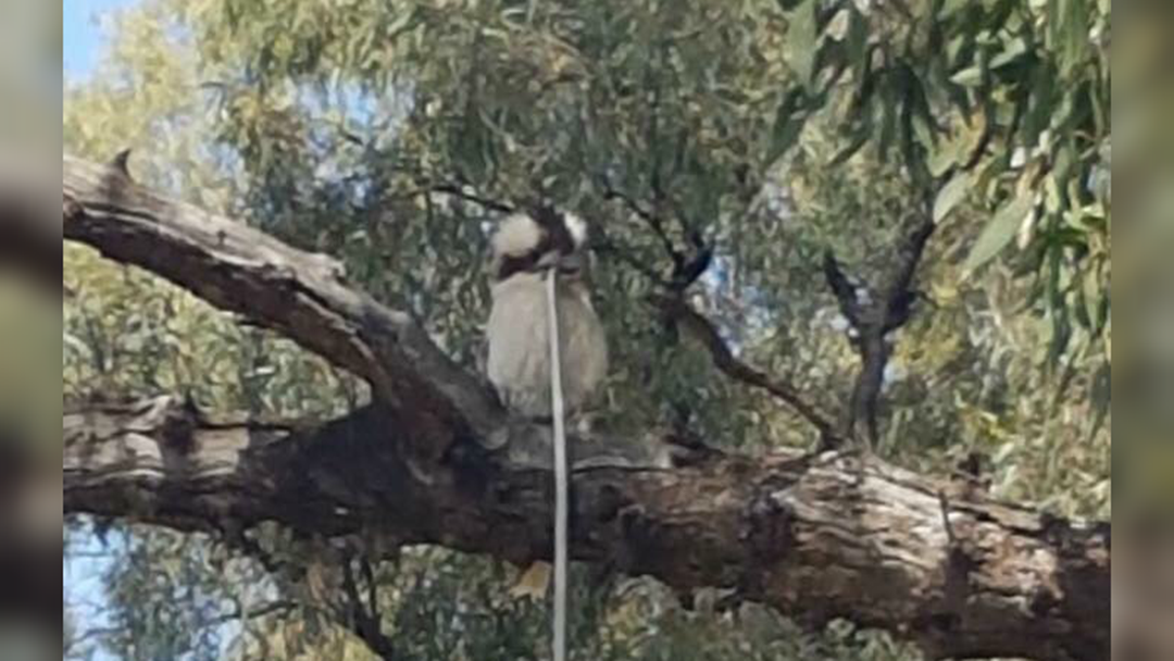 Article heading image for Kookaburra Snapped Chowing Down On Massive Snake 