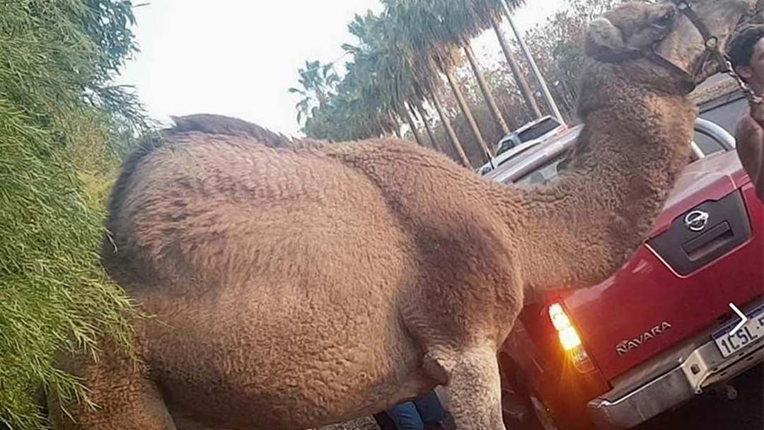 Article heading image for Escaped Circus Camel Causes Absolute Traffic Chaos In Darwin