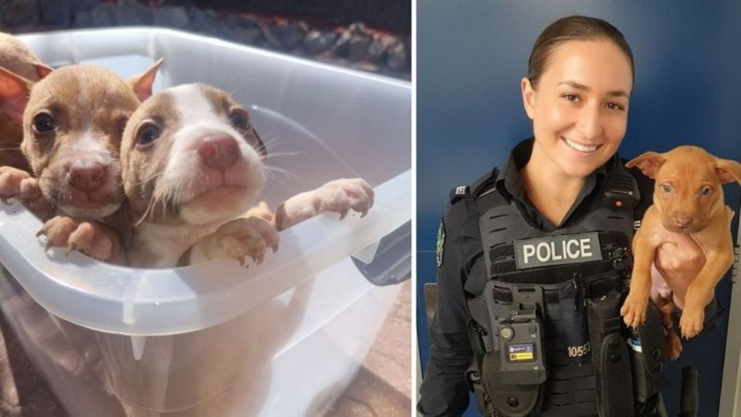 Article heading image for Police Charge Adelaide Man Over Alleged Theft Of Seven Puppies