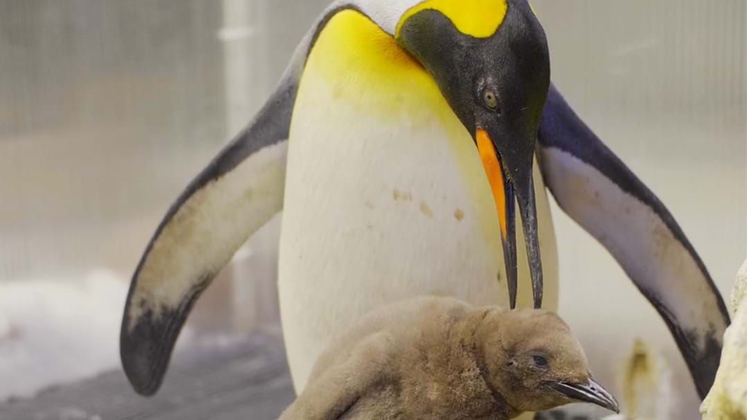 Article heading image for A Brand New King Penguin Chick Has Been Born At Sea Life Sydney