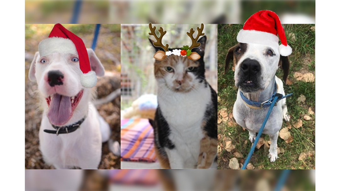 Article heading image for Townsville RSPCA Pets Get Helping Hand To Find Homes Before Christmas