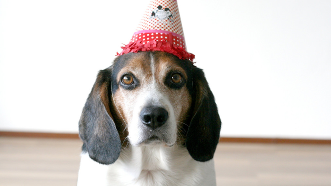 Article heading image for Parties For Your Pooches Is Now A Thing!!