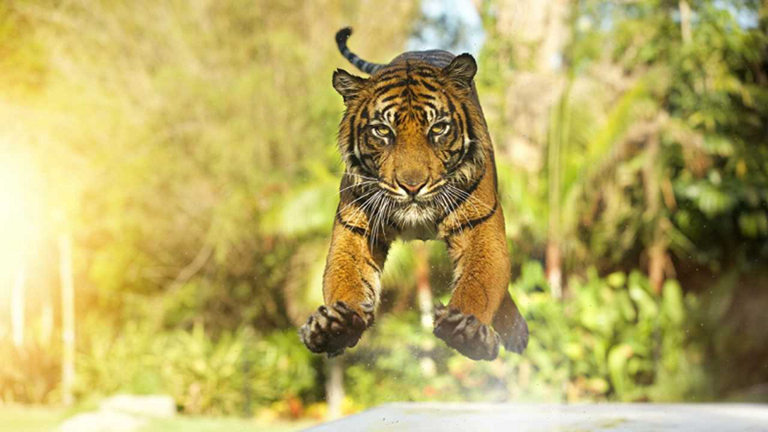 Article heading image for Tiger Numbers On The Rise Thanks To Dreamworld