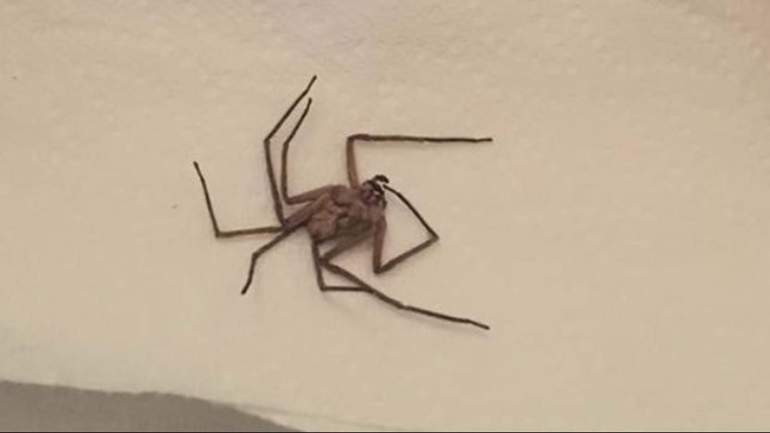Article heading image for "Monster" Aussie Spider Freaks Out American Mum