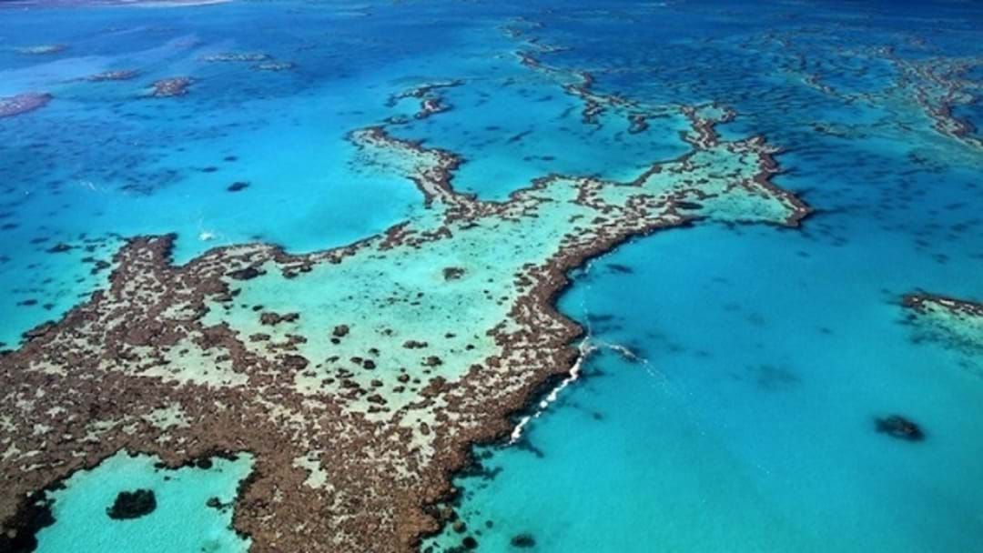 Article heading image for Great Barrier Reef Set For Worlds Most Ambitious Coral Reef Clean-Up