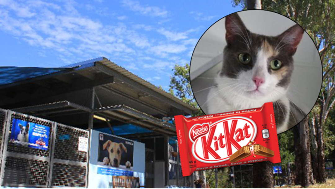 Article heading image for Meet The Kit Kat That Won't Add Cm's To Your Hips